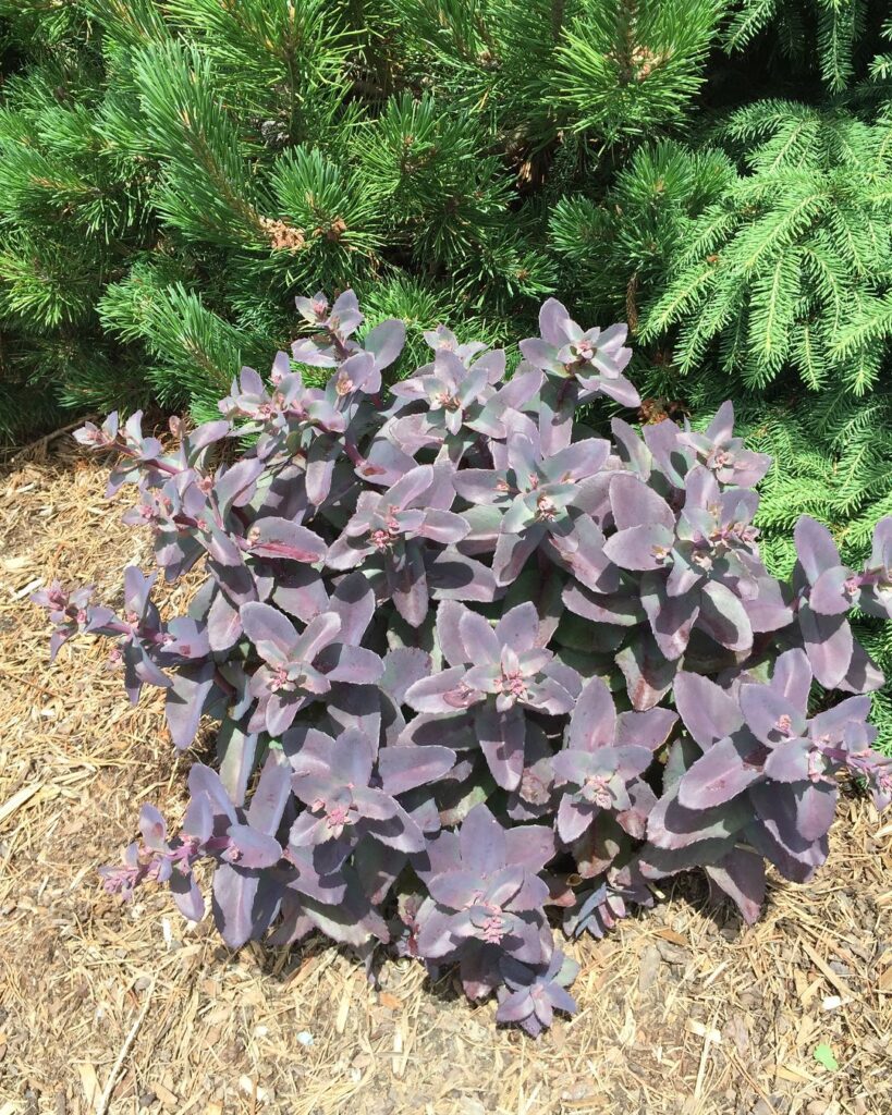 Succulents With Purple Flowers: Adding A Pop Of Color To Your Garden