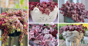 Crassula Calico Kitten: The Unique And Delightful Succulent