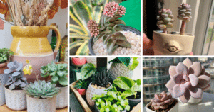 How To Care For Succulents Indoors