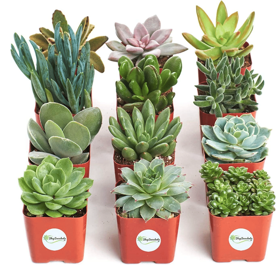 Hand Selected Variety Pack Of Mini Succulents