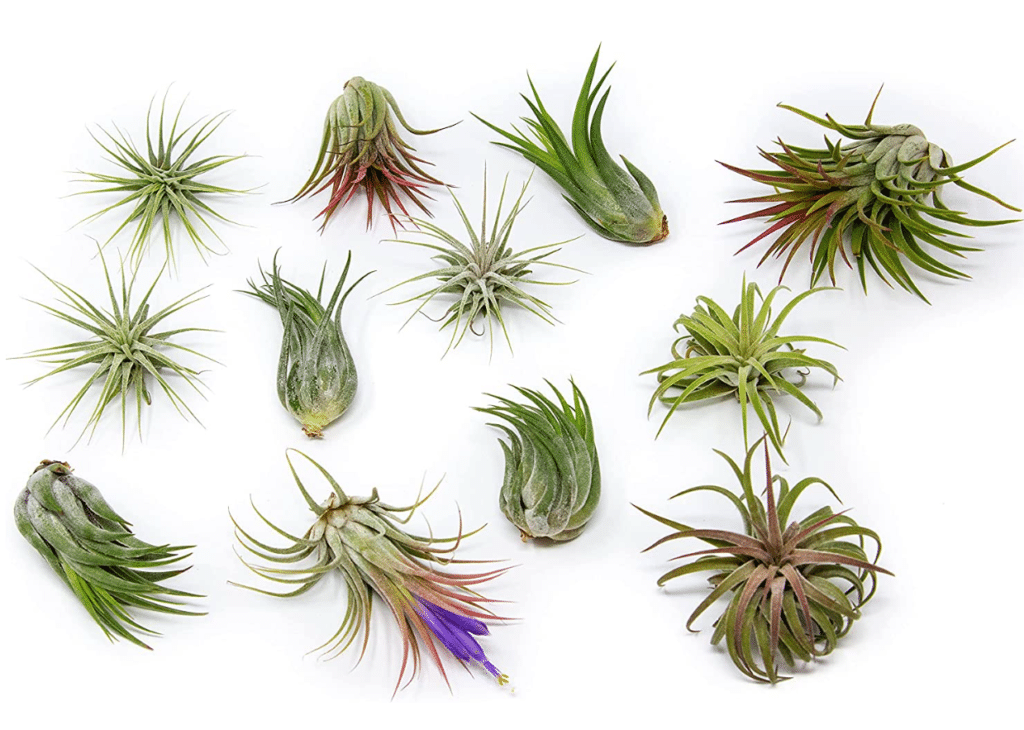 12 Pack Assorted Ionantha Air Plants