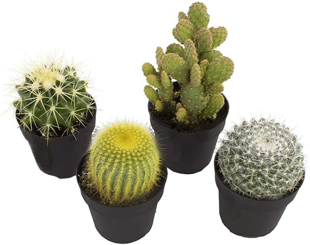 Assorted Cactus Plants (4 Pack)