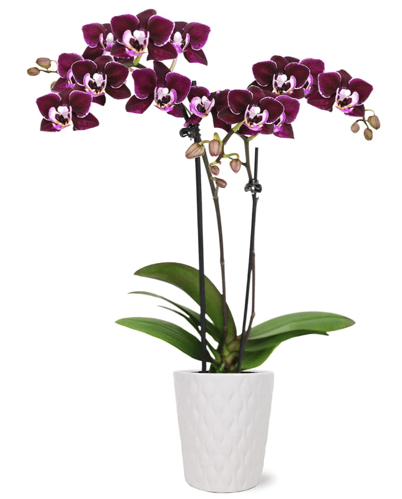 Purple Orchid In White Evi Ceramic Pottery