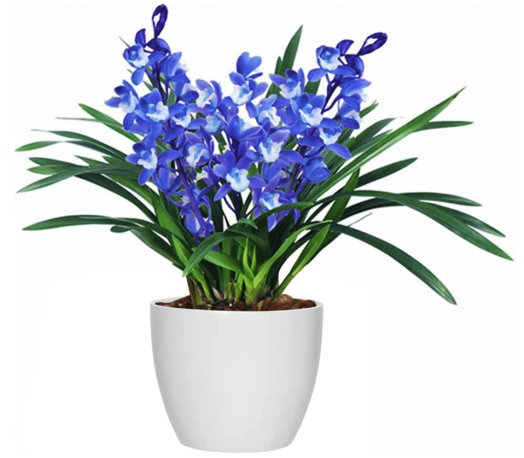 Orchid Plant - Sapphire