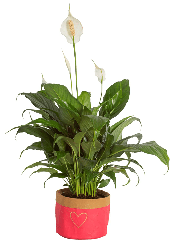 Peace Lily, Spathiphyllum In Hearts Decor Planter