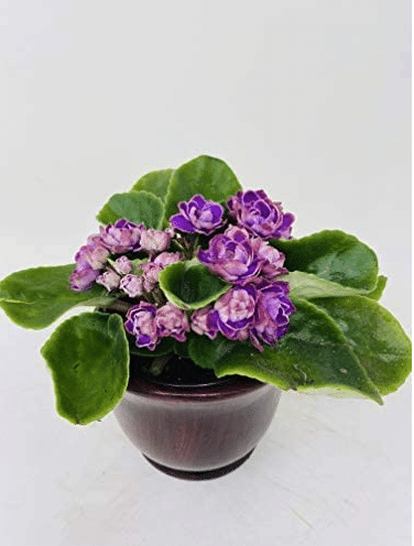 African Violet With Ceramic Pot