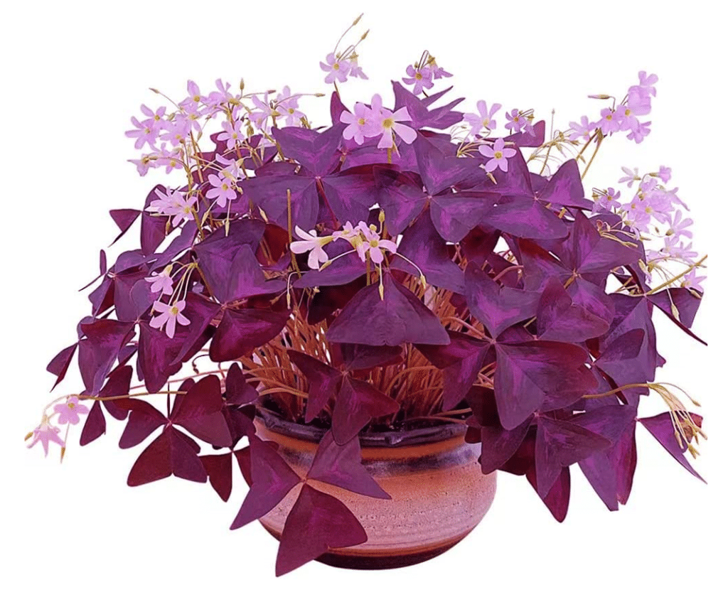 Oxalis Triangularis- Purple Shamrock