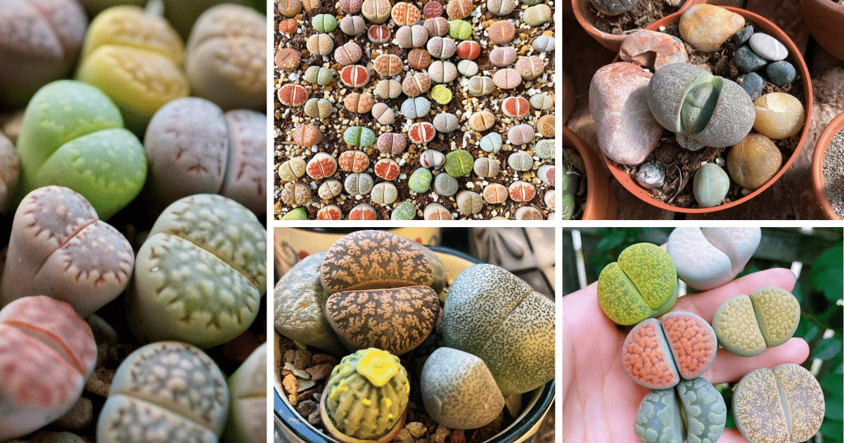 Succulents That Look Like Rocks: Nature's Hidden Gems
