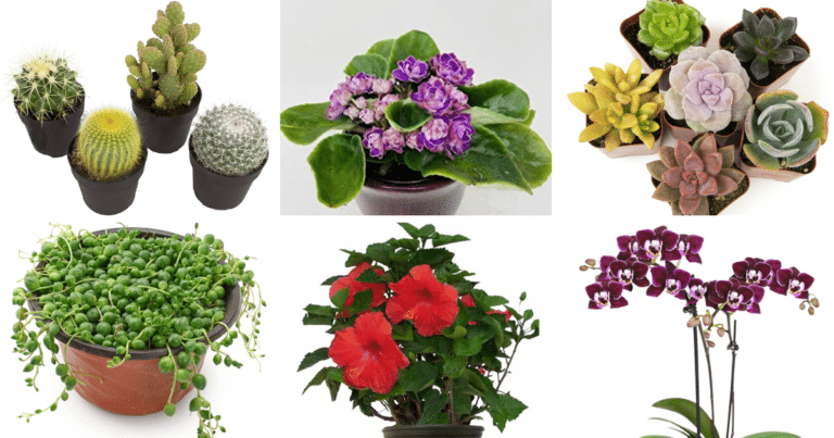 Top 30 Popular Plants For Plant Lovers