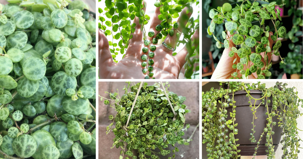 Unraveling The Fascinating Tale Of The String Of Turtles