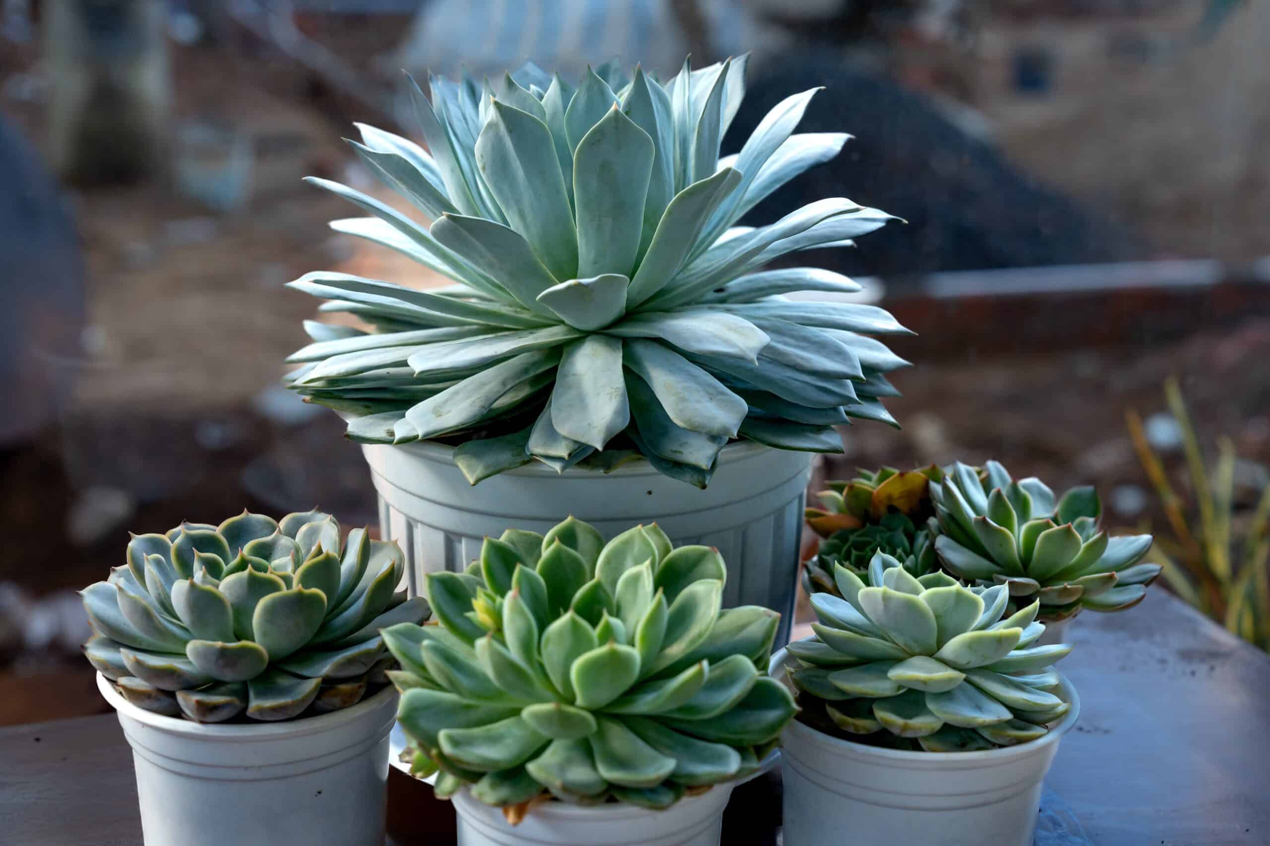 10 Expert Tips For Bringing Your Dying Succulent Back To Life!