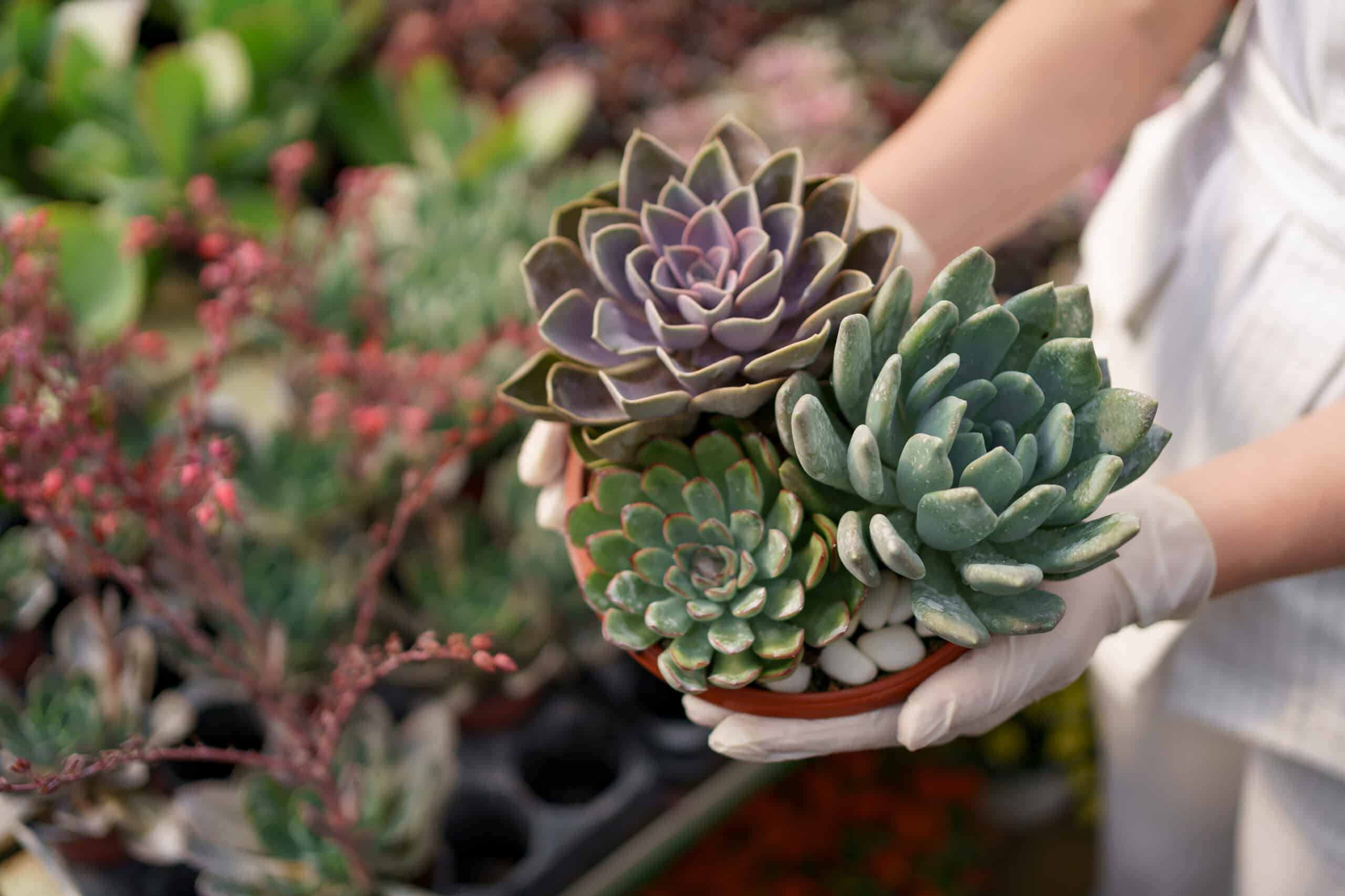 10 Expert Tips For Bringing Your Dying Succulent Back To Life!