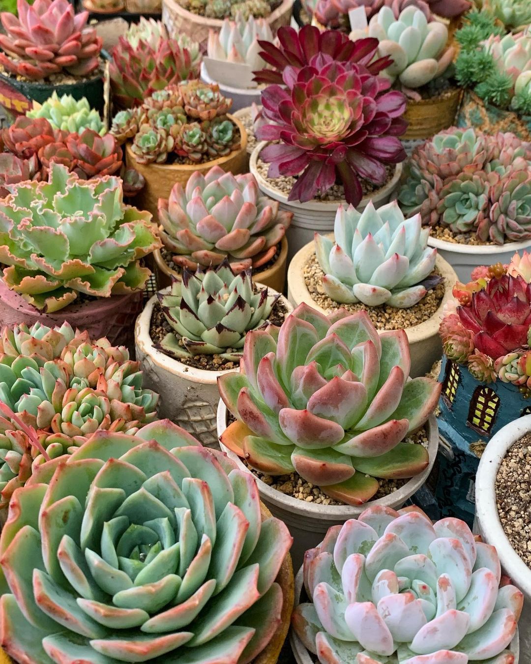 The Science Behind Succulent Care: How These Plants Adapt To Their Environment
