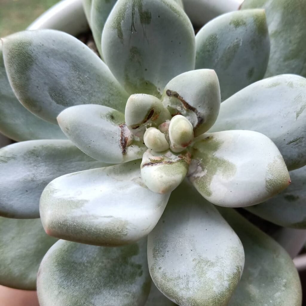 Mastering The Mystery Of Black Spots On Succulents