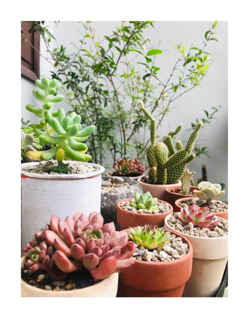 Top 5 FAQs And Answers About Caring For Succulents Outdoors