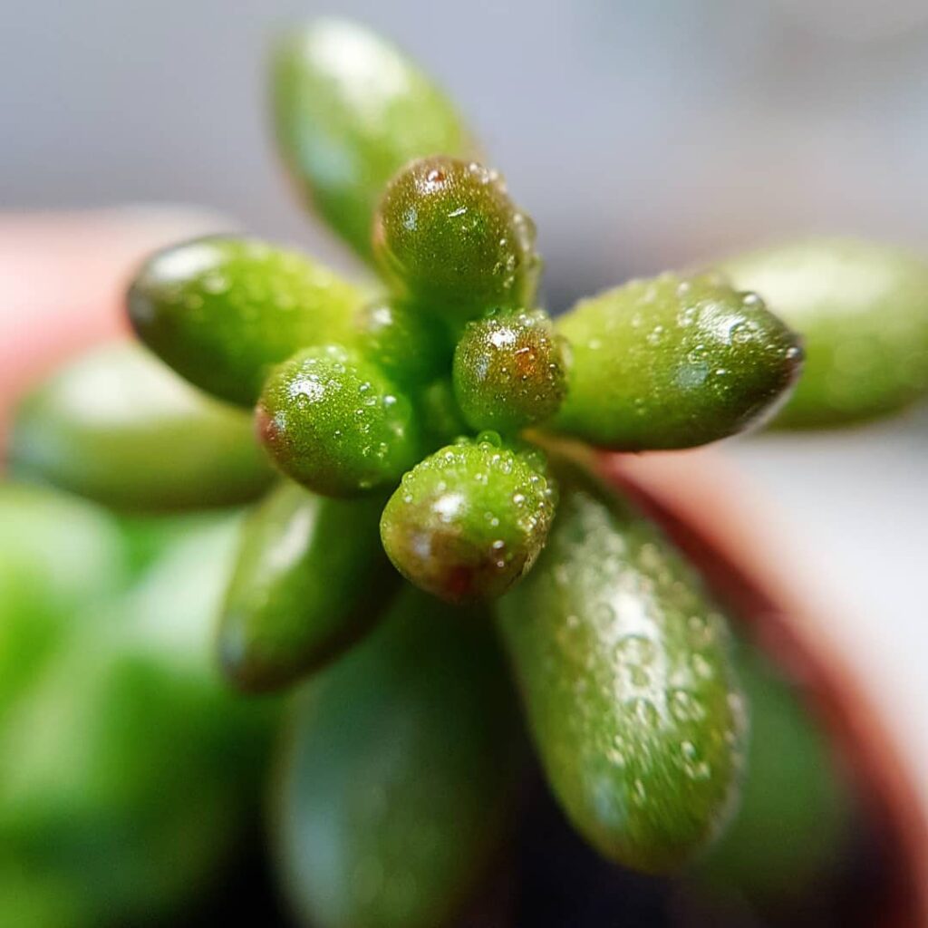 How Often Should I Water Succulents?