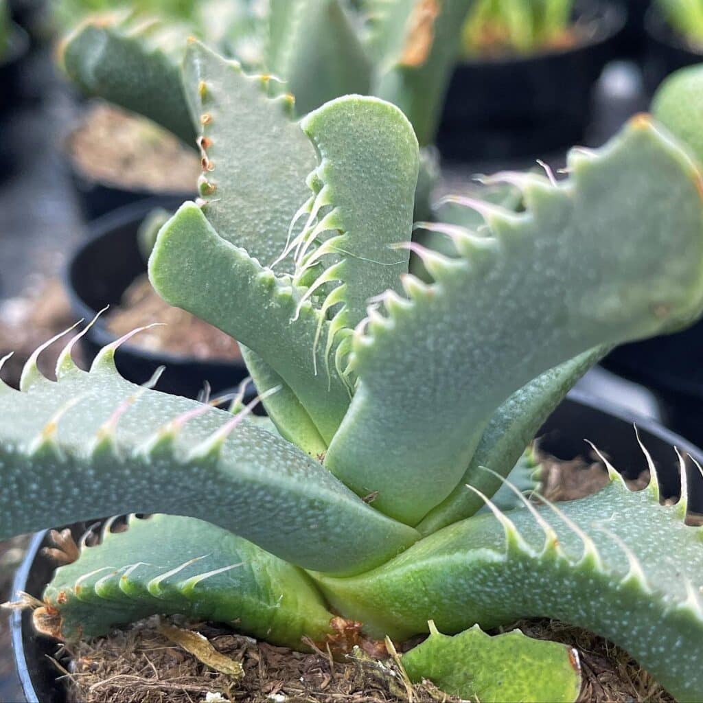 Unleashing the Mystery Of Tiger Jaws Succulents: Your Complete Guide