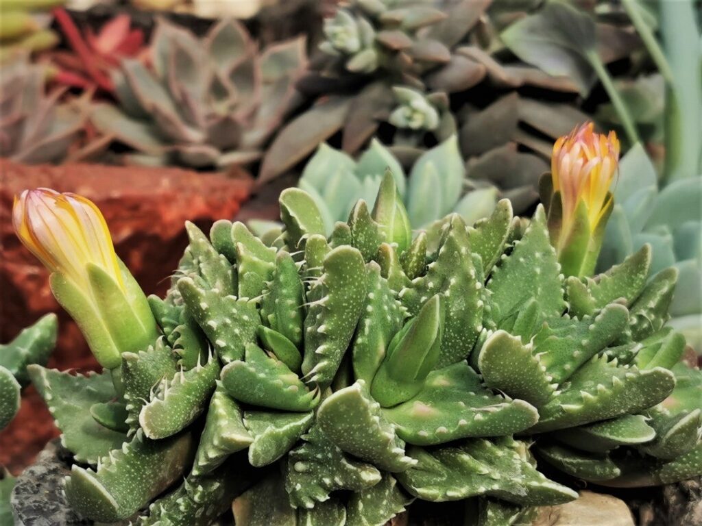 Unleashing the Mystery Of Tiger Jaws Succulents: Your Complete Guide