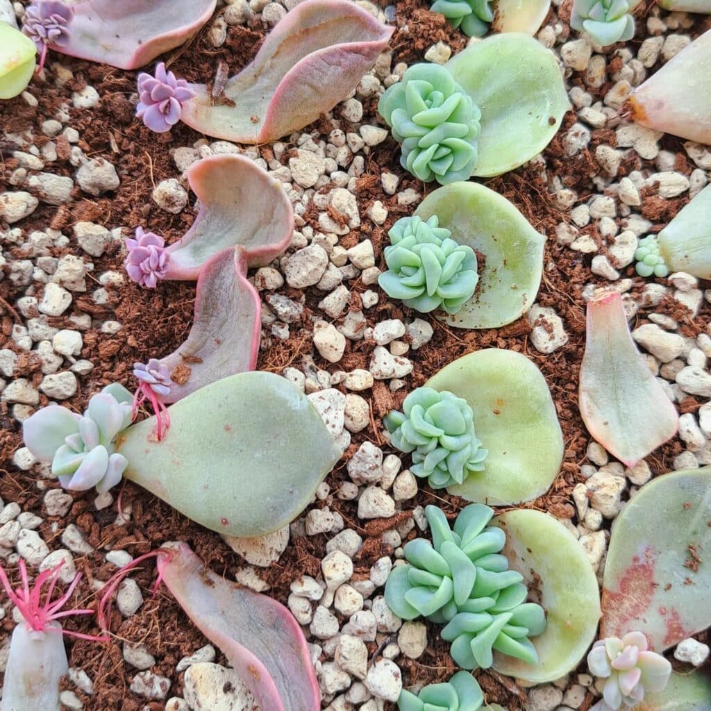 Top 5 FAQs And Answers About Propagating Succulents For Beginners