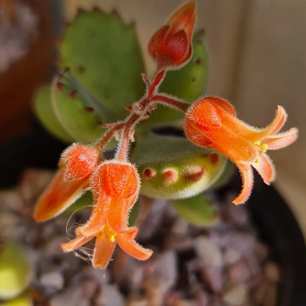 Mastering Bear Paw Succulent Care: A Complete Guide