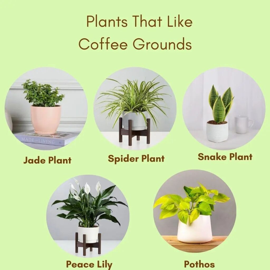 Coffee Grounds And Succulents: A Perfect Match?