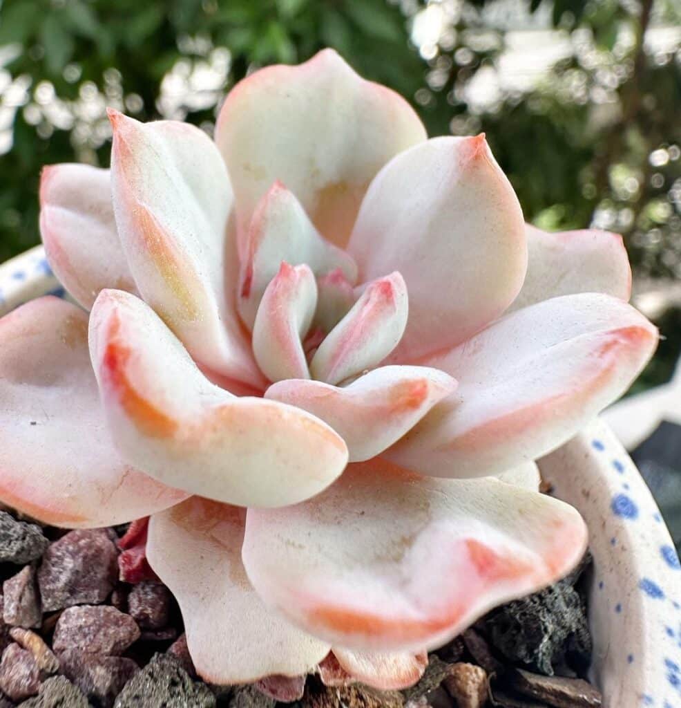 The Comprehensive Guide To Repotting Succulents