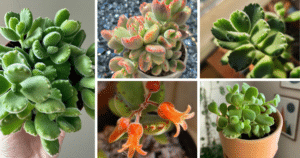 Mastering Bear Paw Succulent Care: A Complete Guide