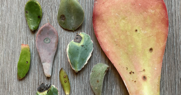 Mastering The Mystery Of Black Spots On Succulents