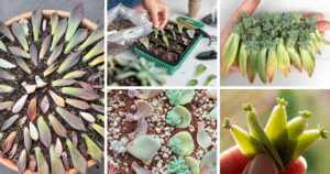 Propagating Succulents: A Comprehensive Guide For Beginners