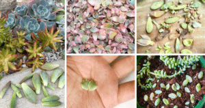 Why Are My Succulent Leaves Falling Off? - A Comprehensive Care Guide