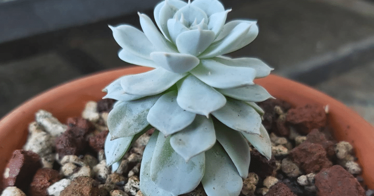 Why Succulents Grow Tall: Understanding Elongation And Propagation
