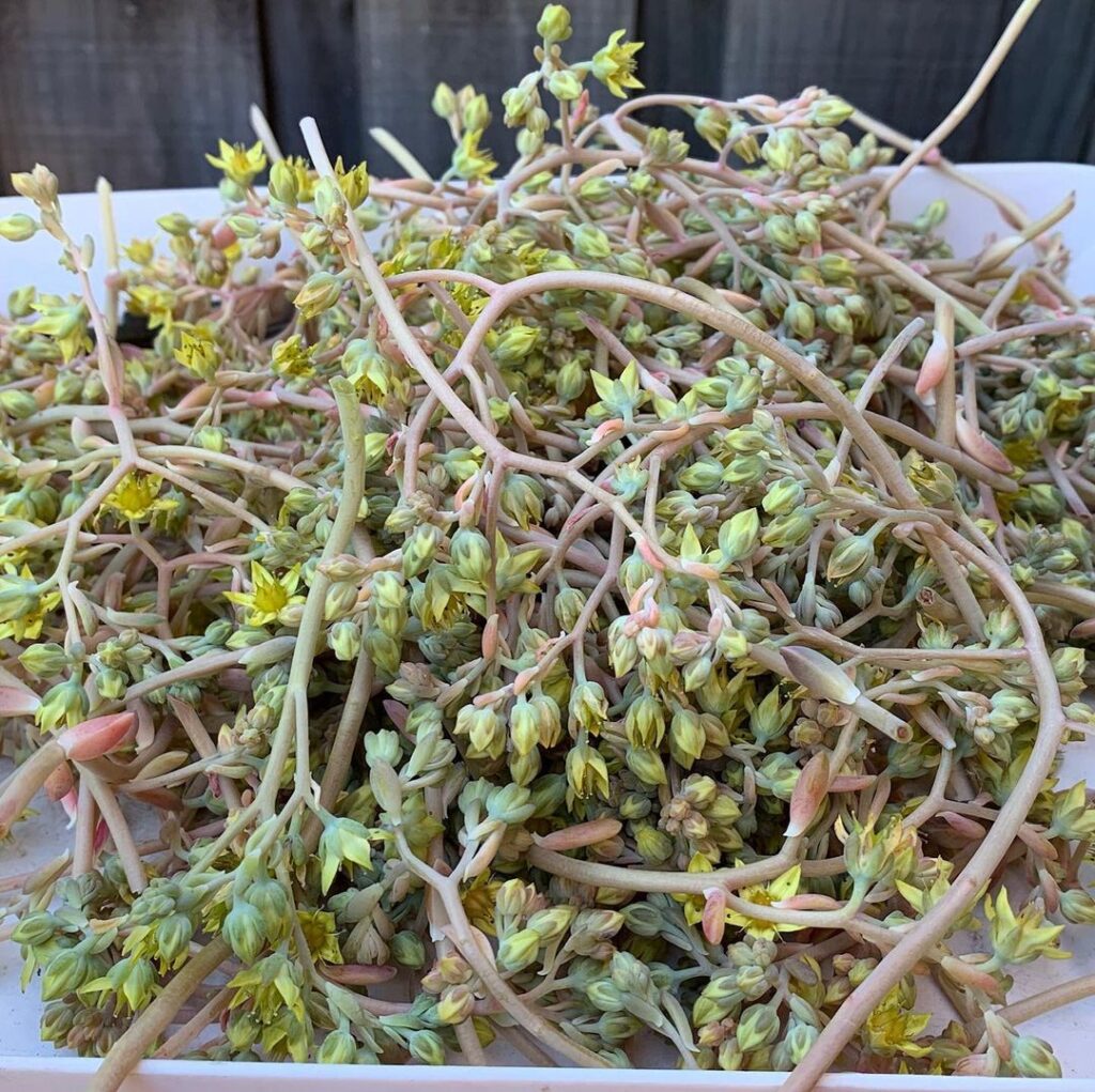 Trimming Succulents: A Comprehensive Guide To Pruning And Propagation