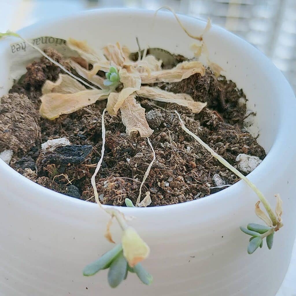 The Ultimate Guide To Reviving Your Succulents