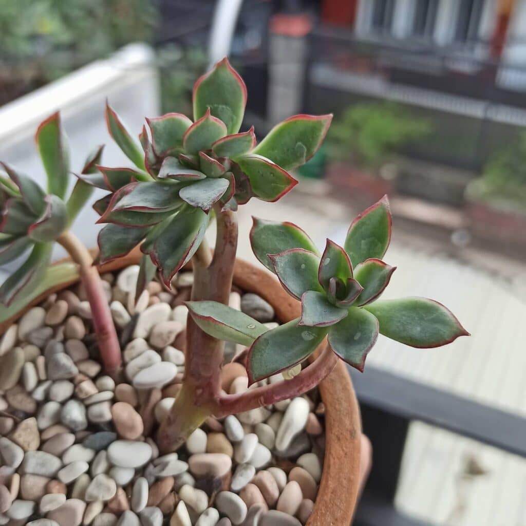 How To Trim Succulents