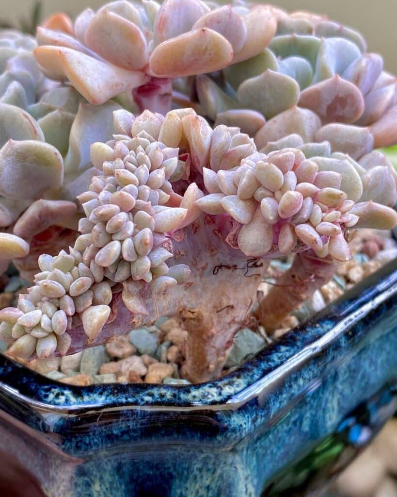 All About Crested Succulents: Unique Shapes And Beautiful Colors