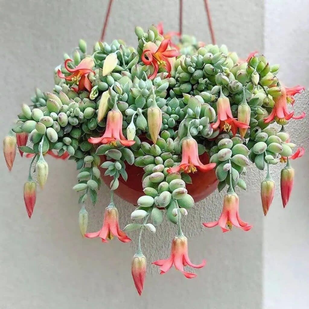 The Ultimate Guide To Growing And Caring For Cotyledon Pendens Succulents