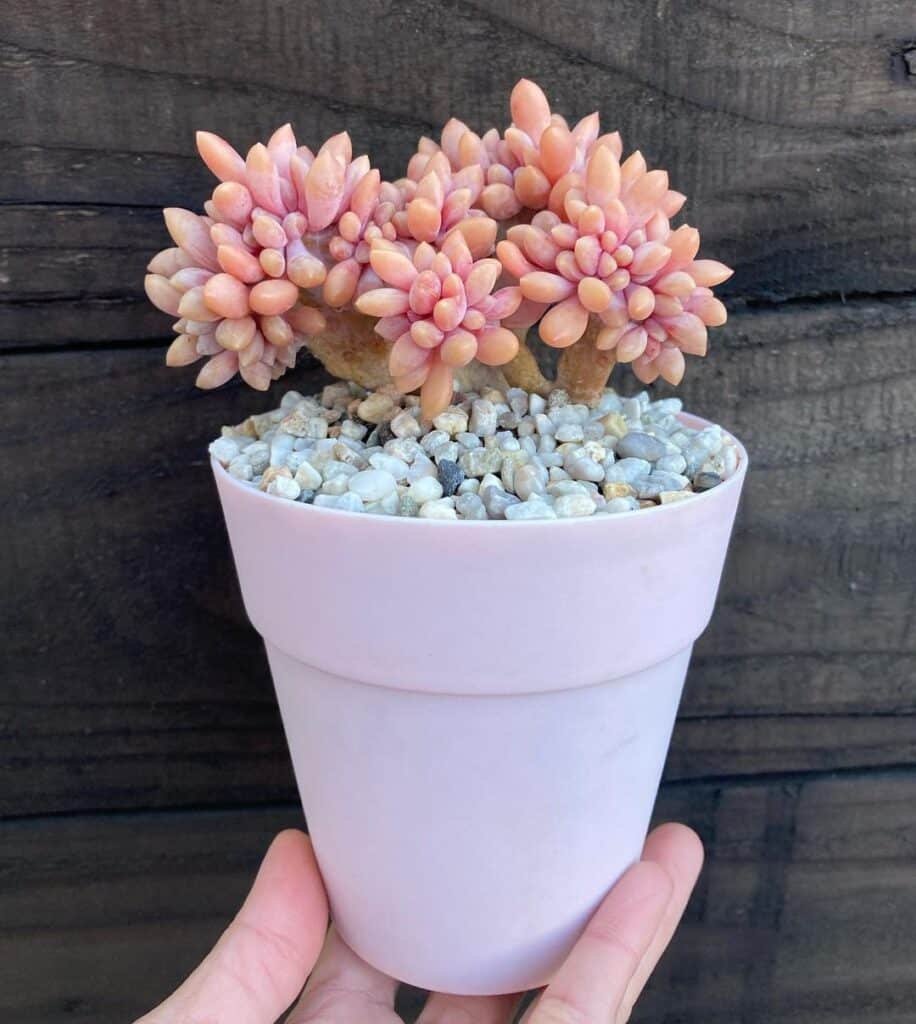 All About Crested Succulents: Unique Shapes And Beautiful Colors