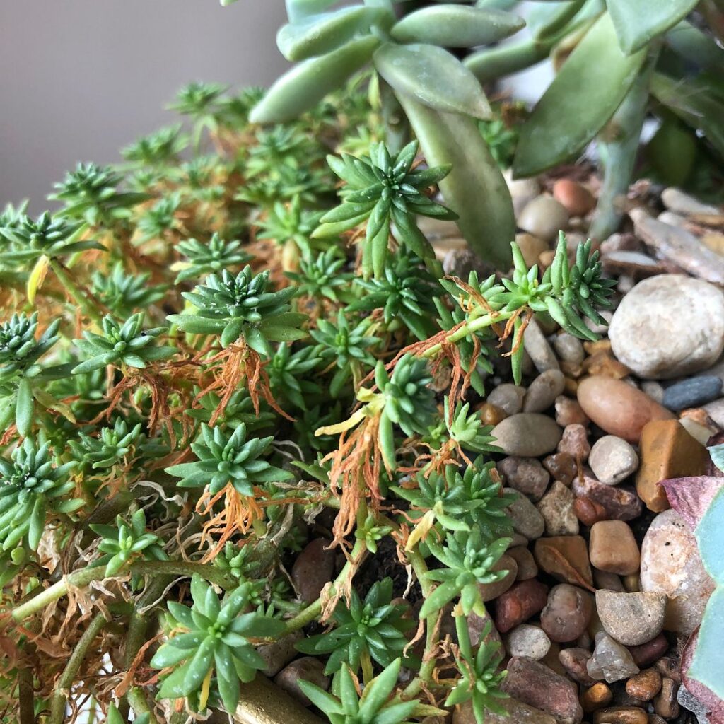 Aerial Roots: Signs Of Dehydration In Succulents