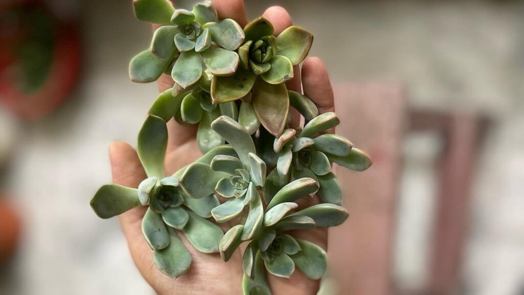 Aerial Roots: Signs Of Dehydration In Succulents