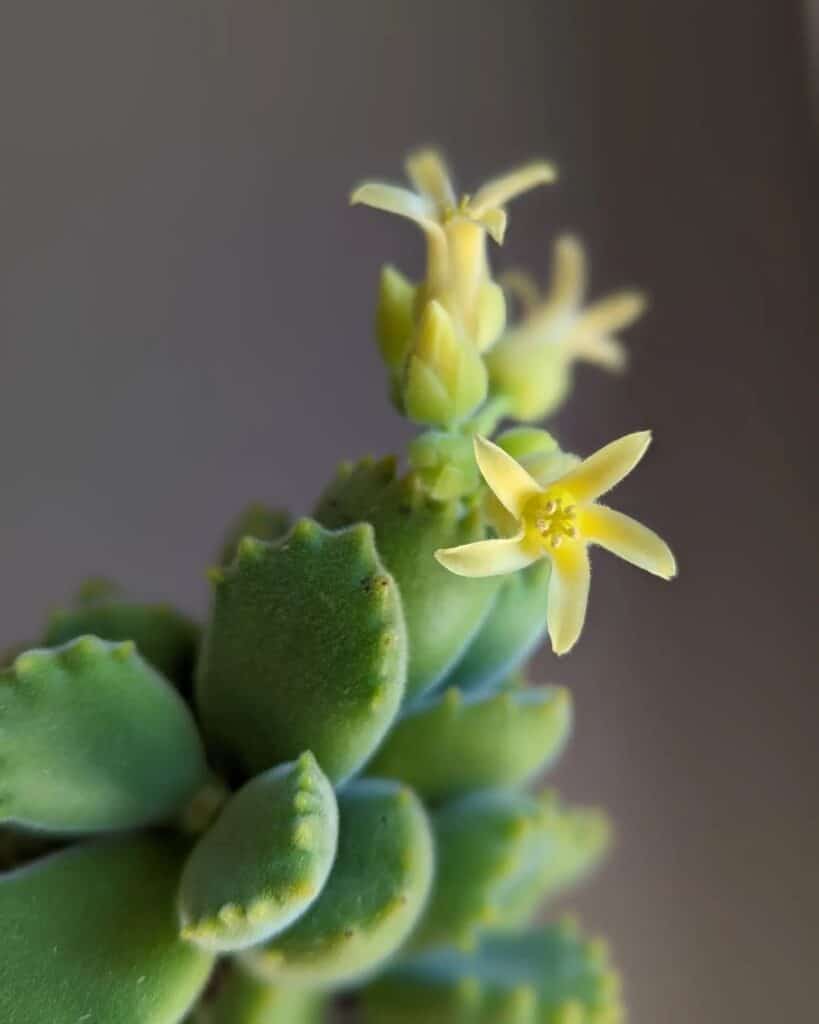 Bear's Paw Succulent: Care And Growing Tips