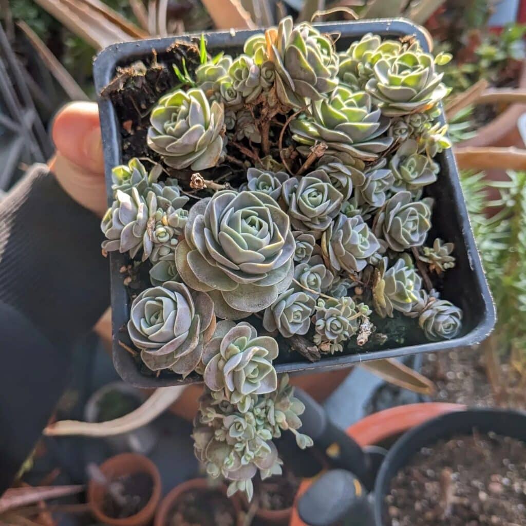 Growing Happy And Healthy Dunce Cap Succulents