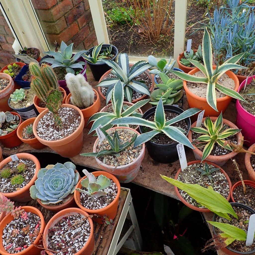Are Succulents Easy To Take Care Of?