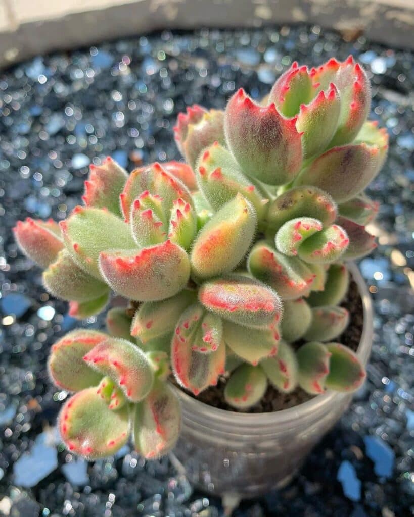 Bear's Paw Succulent: Care And Growing Tips