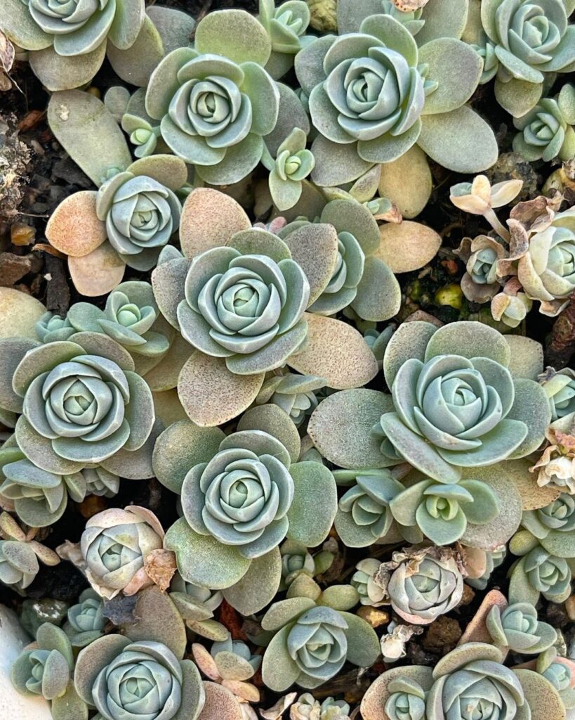 Growing Happy And Healthy Dunce Cap Succulents