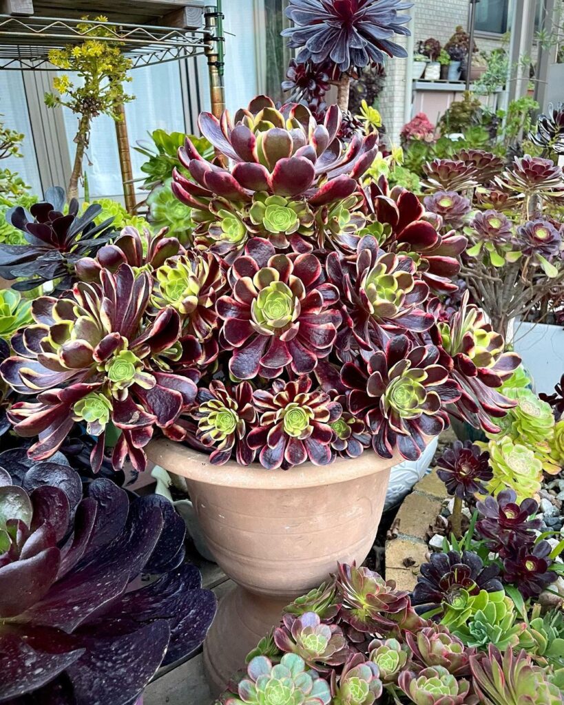 A Guide To Aeonium Plants: Beautiful Rosettes And Care Tips
