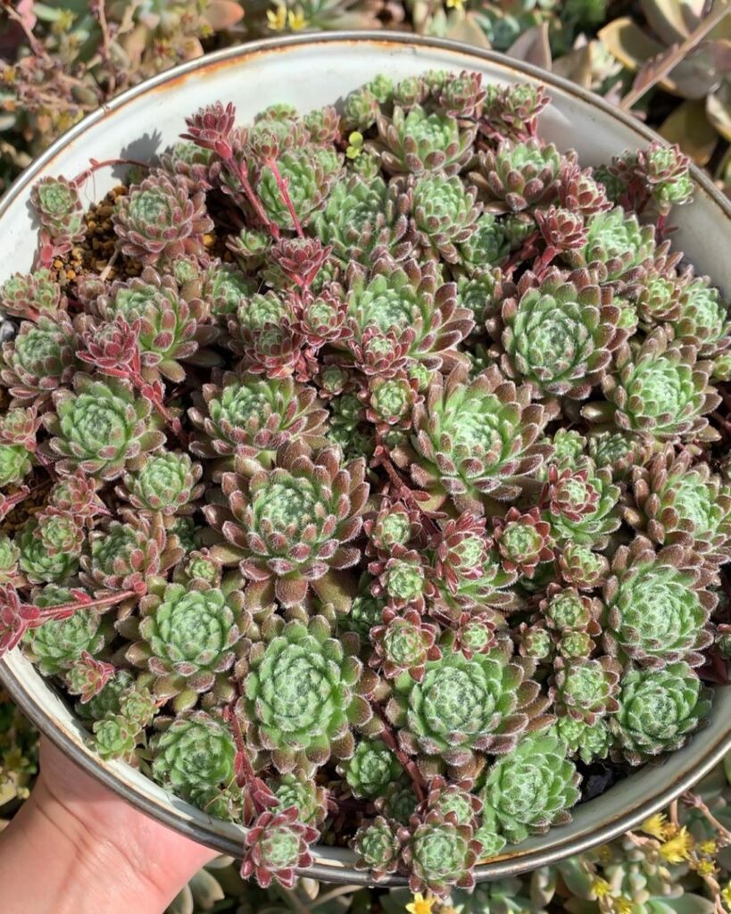 The Ultimate Guide To Hens And Chicks Succulent Care