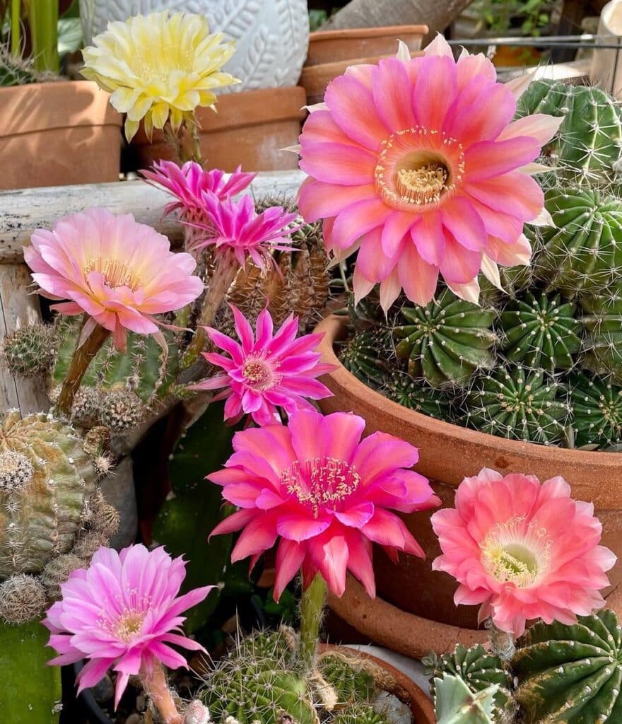 Can A Damaged Cactus Heal? Tips For Succulent Recovery