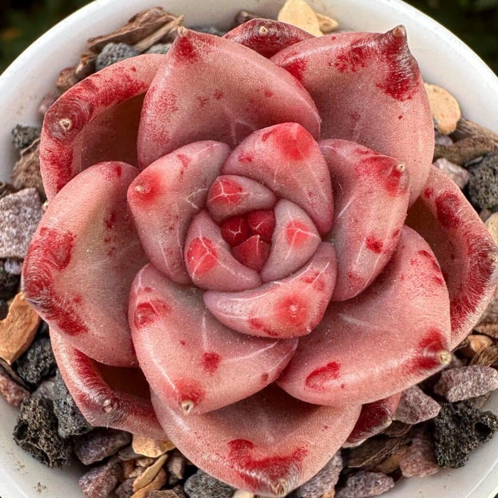 Adapting Succulent Care To Any Environment