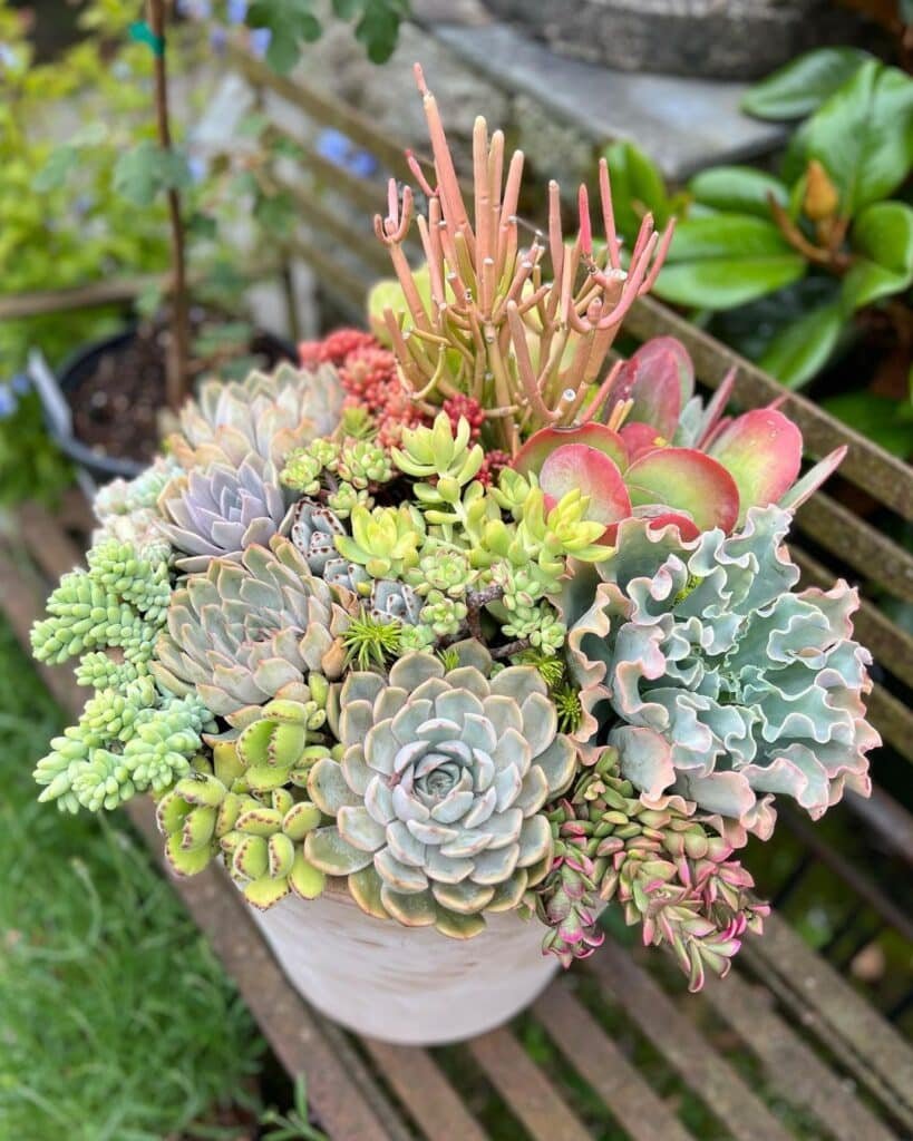 Adapting Succulent Care To Any Environment