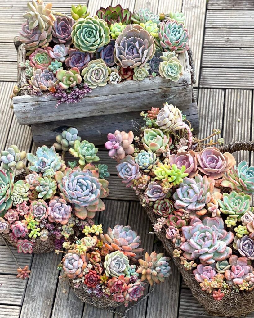 Arranging Succulents: Colors, Design, Lighting, Watering, And Inspiration